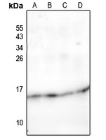 NDUFC2 antibody