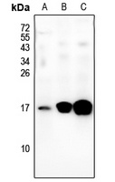 BLCAP antibody