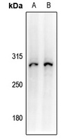 Collagen 7 alpha 1 antibody