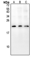 Anti-COX19 Antibody