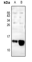 COX6C antibody