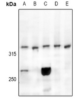 CELSR3 antibody