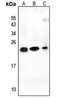 Anti-CEND1 Antibody