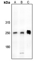 CDK5RAP2 antibody