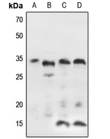 IGFBP7 antibody