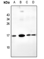 RPL39L antibody