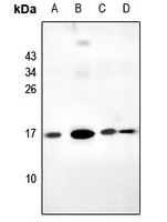 Anti-RPL39L Antibody