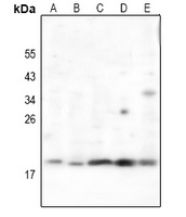 RCL antibody