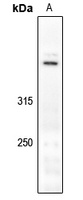 Dynein HC antibody