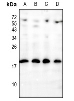 INSL4 antibody