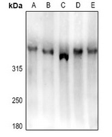 LRP1B antibody