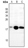 MRPS36 antibody