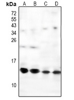 NDUFS6 antibody