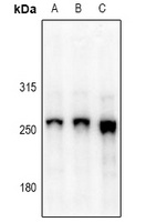 URB1 antibody