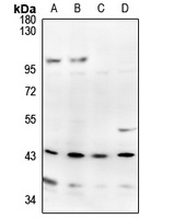 Anti-APOBEC3D Antibody