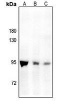 Anti-PMS2 Antibody
