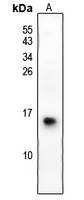 Anti-S100-G Antibody