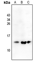 Anti-CCL19 Antibody