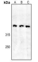 SPTBN5 antibody