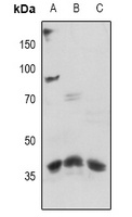 EMR2 antibody