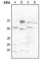 CHRM2 antibody