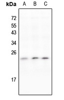 IL-11 antibody