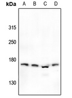 GRIN2D antibody