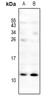 CXCL3 antibody