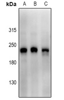 Scribble antibody