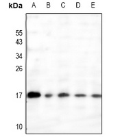 RAMP3 antibody