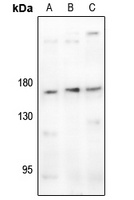 Anti-CD11b Antibody