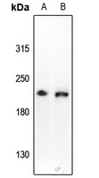 Anti-CD109 Antibody
