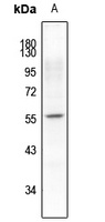 Synaptotagmin (pS309/306) antibody