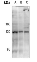 JAK3 (pY785) antibody