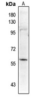 PALF (pS116) antibody