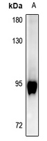 Anti-GAB2 (Phospho-Y643) Antibody