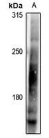 Anti-LRP6 (Phospho-T1479) Antibody