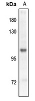 Anti-GABBR2 (Phospho-S893) Antibody