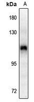 CD29 (pY795) antibody