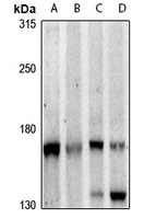 PLC beta 3 antibody