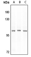 Anti-ERK3 Antibody