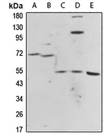 Anti-Histamine H1 Receptor Antibody