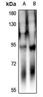 DAB1 antibody