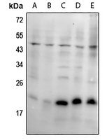 Anti-SKP1 Antibody