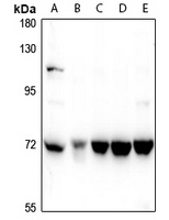 ZNF23 antibody