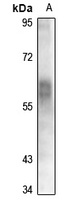 MEF2C antibody