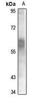 Anti-MEF2C Antibody