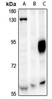 CAF-I p60 antibody