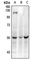Anti-WTAP Antibody