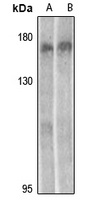 MEKK15 antibody